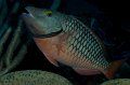 Cayman Brac 2010-25